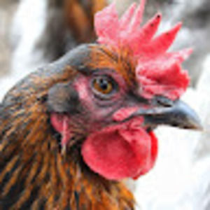 Meet your Posher, Kathleen